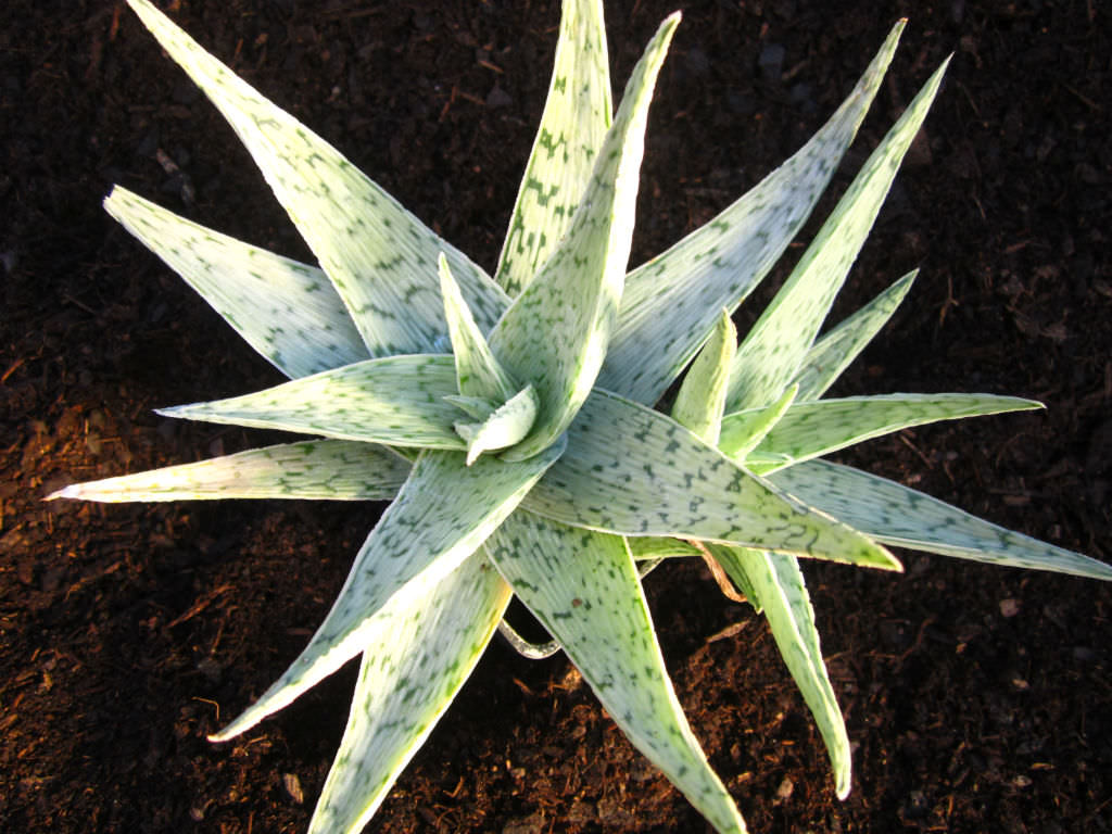 Aloe Vera 'Quicksilver'
