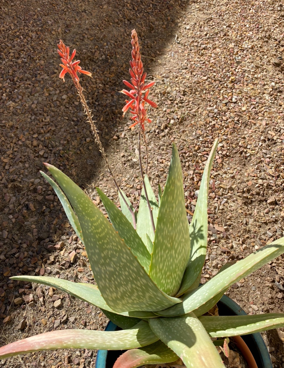 Anthill Aloe (Aloe omavandae)
