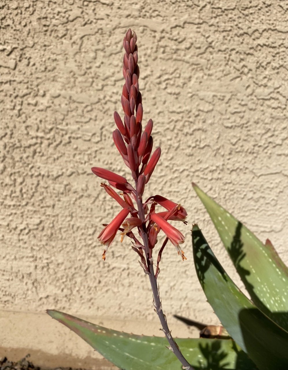 Anthill Aloe (Aloe omavandae) - Ladybird Nursery