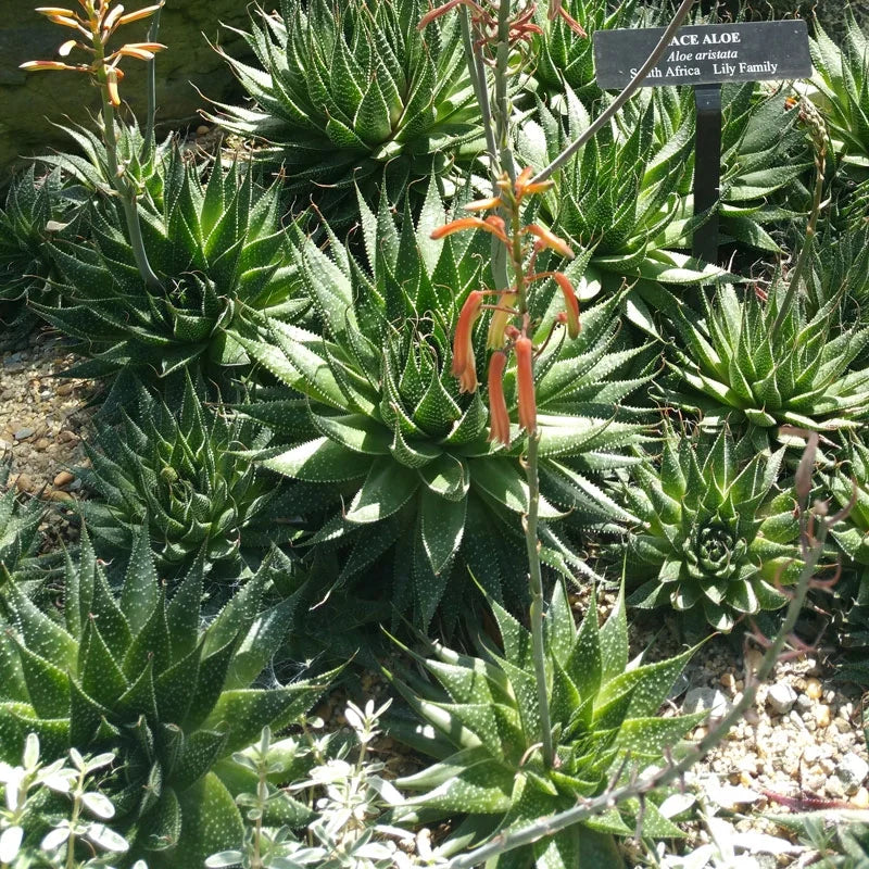 Torch Plant Lace Aloe (Aloe aristata)