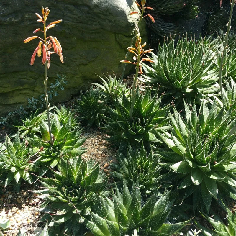 Torch Plant Lace Aloe (Aloe aristata)