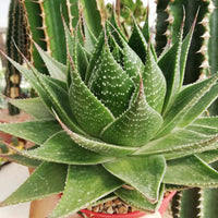 Cosmo Aloe (Aloe Cosmo)