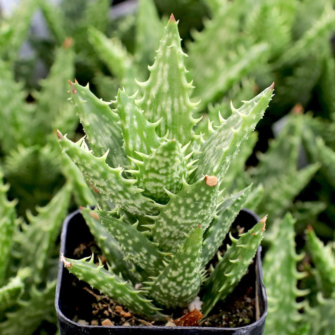 Tiger Tooth Aloe (Aloe juvenna) - Ladybird Nursery
