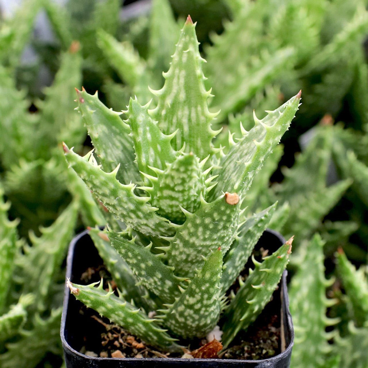 Tiger Tooth Aloe (Aloe juvenna) - Ladybird Nursery
