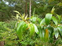 Red Ash (Alphitonia excelsa) - Ladybird Nursery