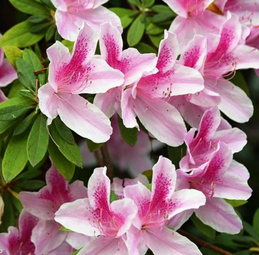 Azalea indica Alphonse Anderson