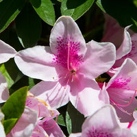 Azalea indica Alphonse Anderson