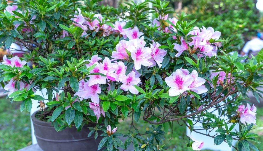 Azalea indica Alphonse Anderson