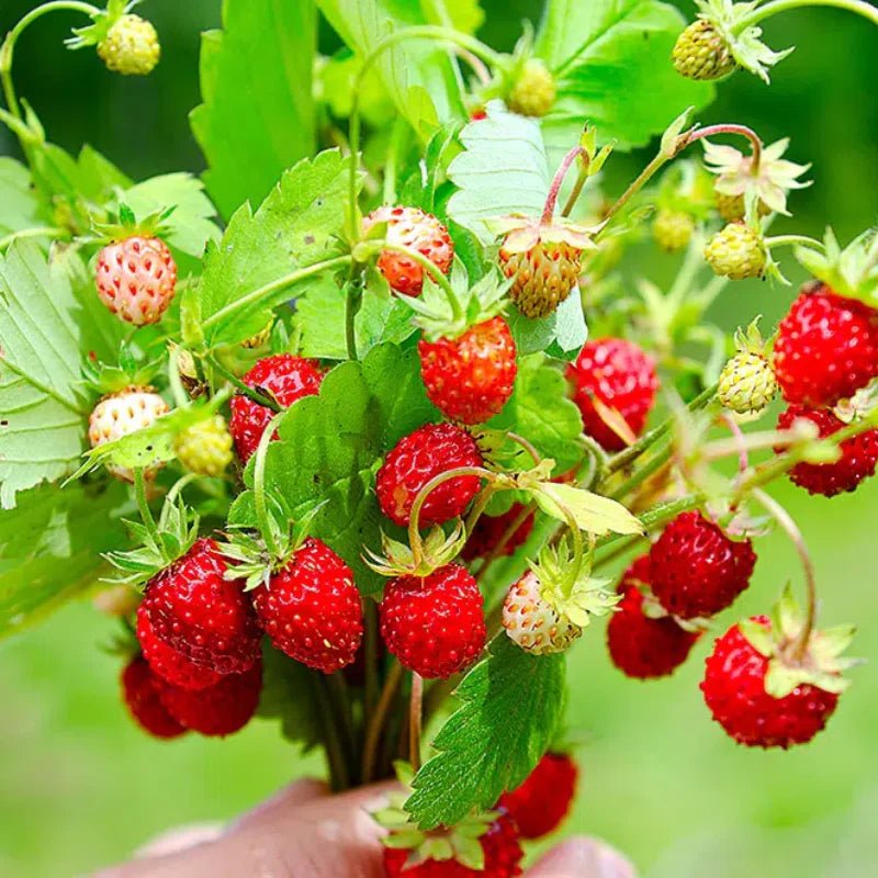 Strawberry 'Alpine' - Ladybird Nursery