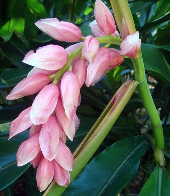 Pink Ginger (Alpinia henryi) - Ladybird Nursery
