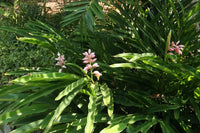Pink Ginger (Alpinia henryi)