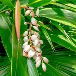 Dwarf Ginger (Alpinia arundelliana)