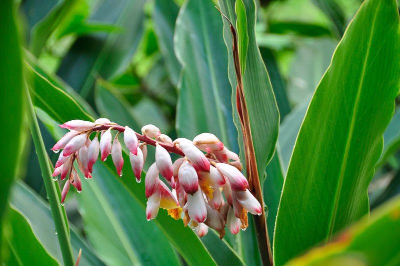 Shell Ginger (Alpinia zerumbet) - Ladybird Nursery