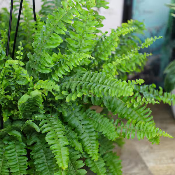 Boston Fern Assorted (Nephrolepis spp.)