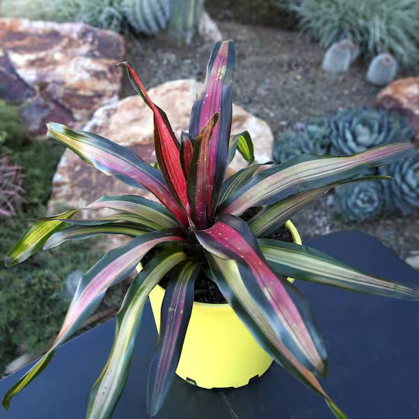 Bromeliad Assorted (Neoregelia spp.)