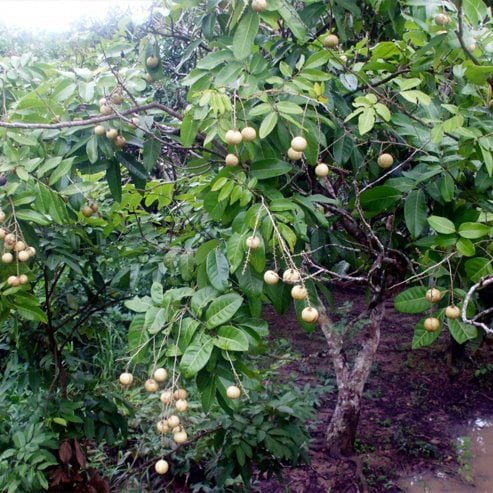 Alupag Fruit Tree – Buy Now! – Ladybird Nursery