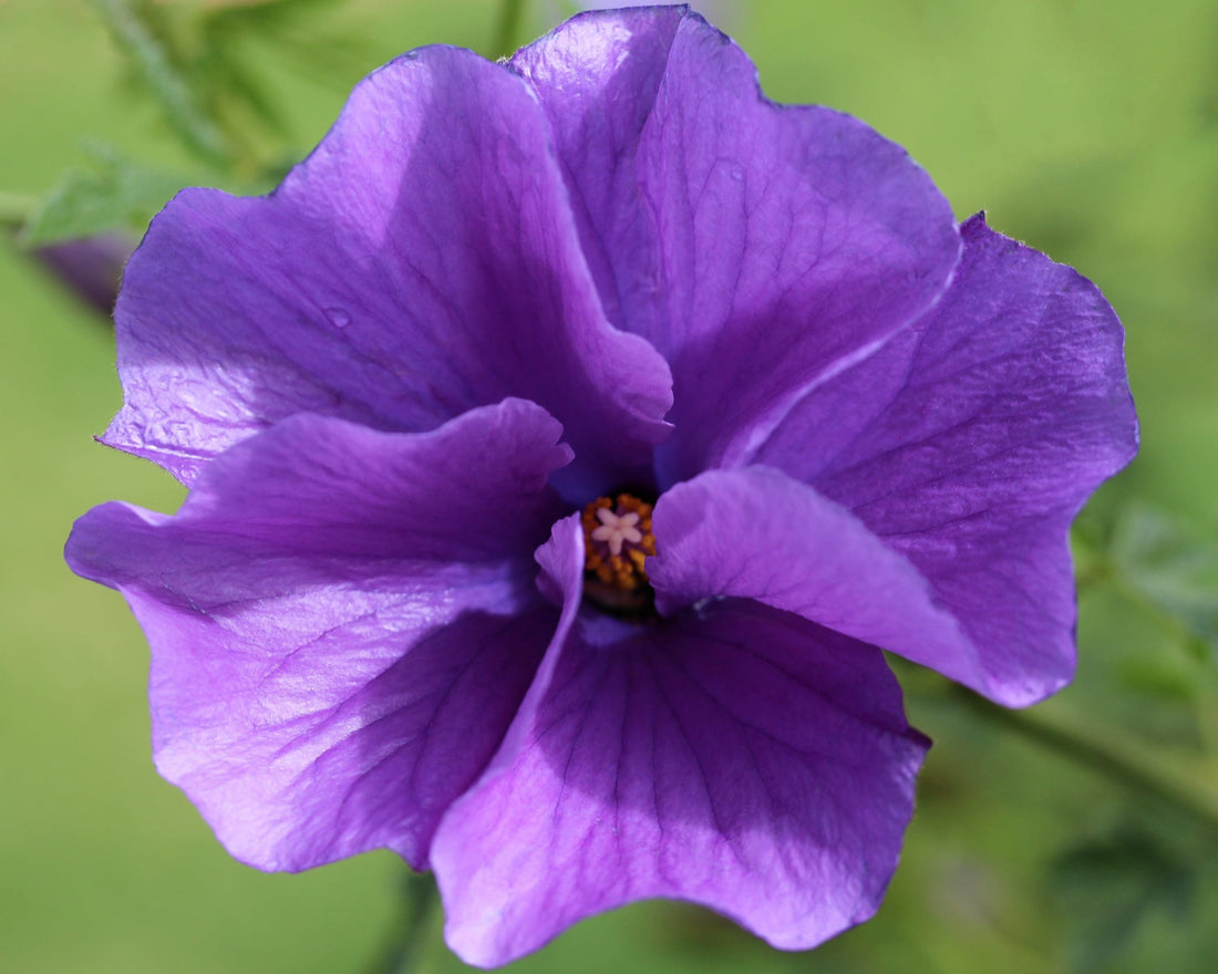 Blue Hibiscus Southern Gem (Alyogyne huegelii) - Ladybird Nursery
