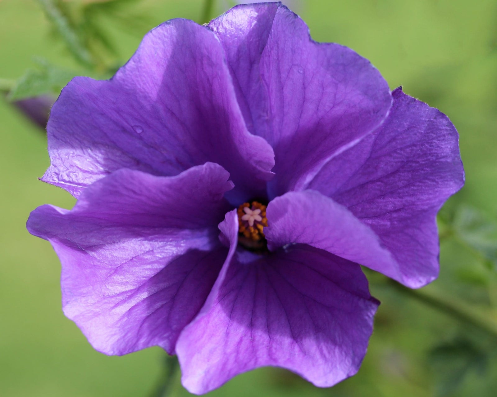 Blue Hibiscus Southern Gem (Alyogyne huegelii) - Ladybird Nursery