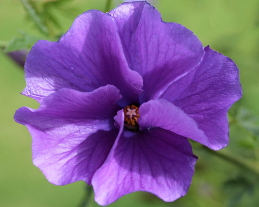 Blue Hibiscus Southern Gem (Alyogyne huegelii)