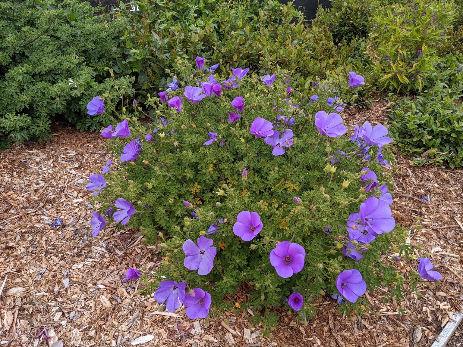 Blue Hibiscus Southern Gem (Alyogyne huegelii) - Ladybird Nursery