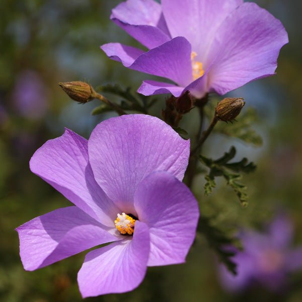 Blue Hibiscus West Coast Gem (Alyogyne huegelii) - Ladybird Nursery