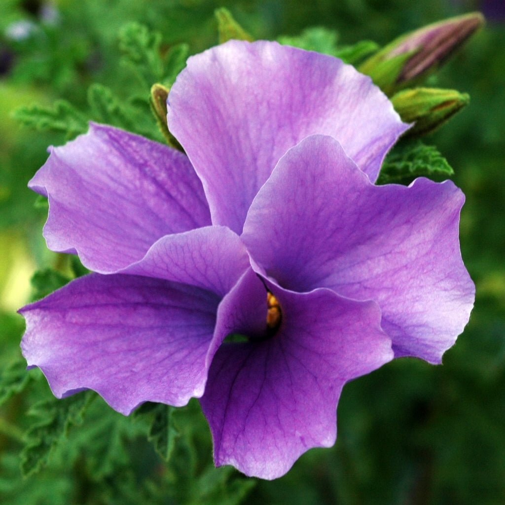 Blue Hibiscus Southern Gem (Alyogyne huegelii) - Ladybird Nursery