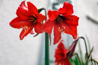 Amaryllis (Hippeastrum Cultivars)