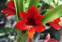 Amaryllis (Hippeastrum Cultivars) - Ladybird Nursery