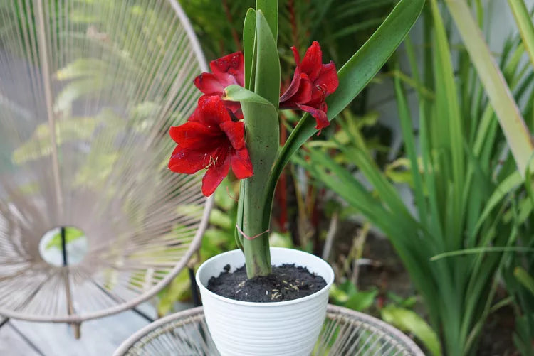 Amaryllis (Hippeastrum Cultivars)