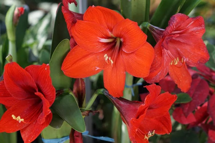 Amaryllis (Hippeastrum Cultivars) - Ladybird Nursery