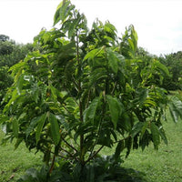 Rollinia Picone - Ladybird Nursery