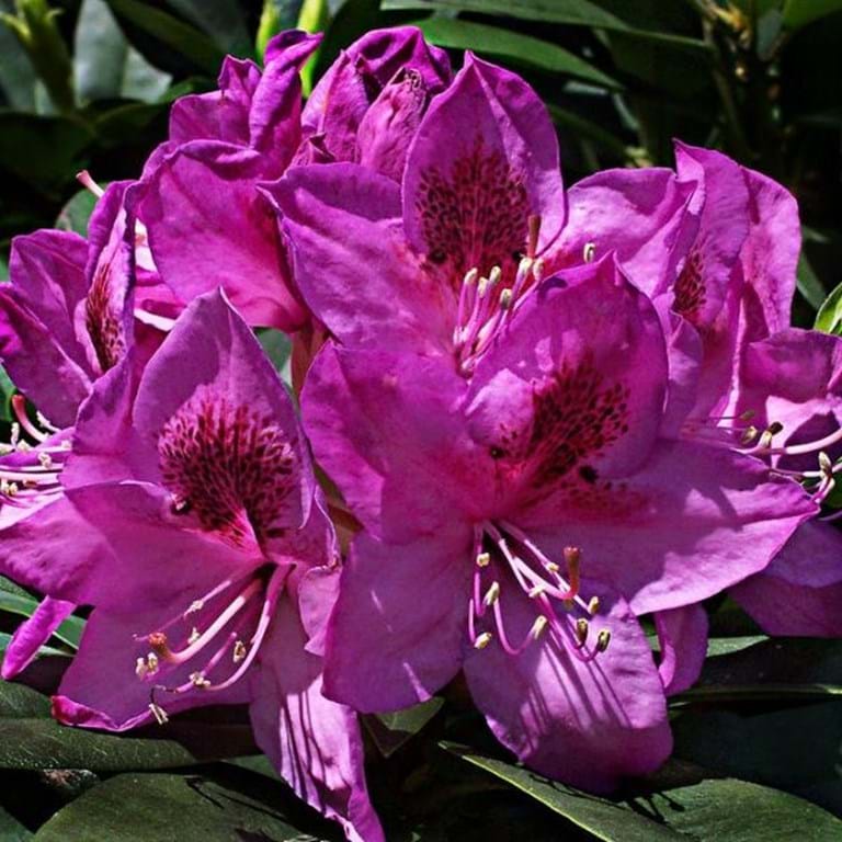 Rhododendron Anah Kruschke - Ladybird Nursery