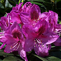 Rhododendron Anah Kruschke