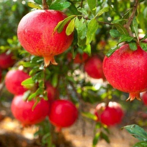 Dwarf Angel Red Pomegranate