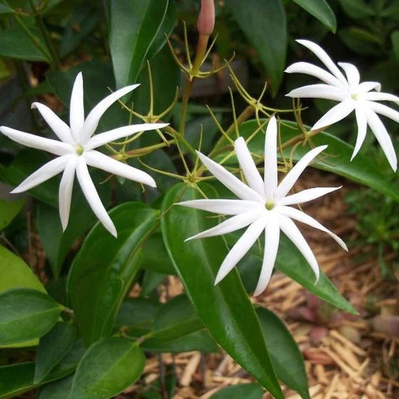 Angel Wing Jasmine (Jasminum nitidum) - Ladybird Nursery