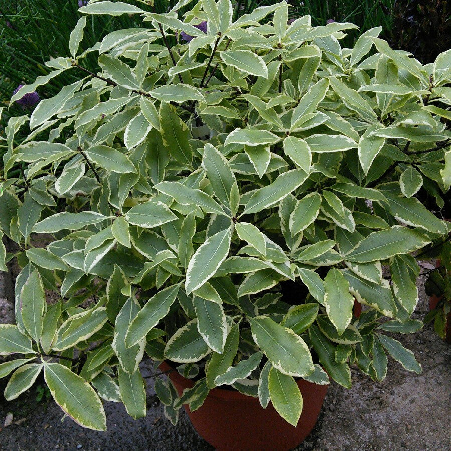 Variegated Lemonwood Variegatum (Pittosporum eugenioides)