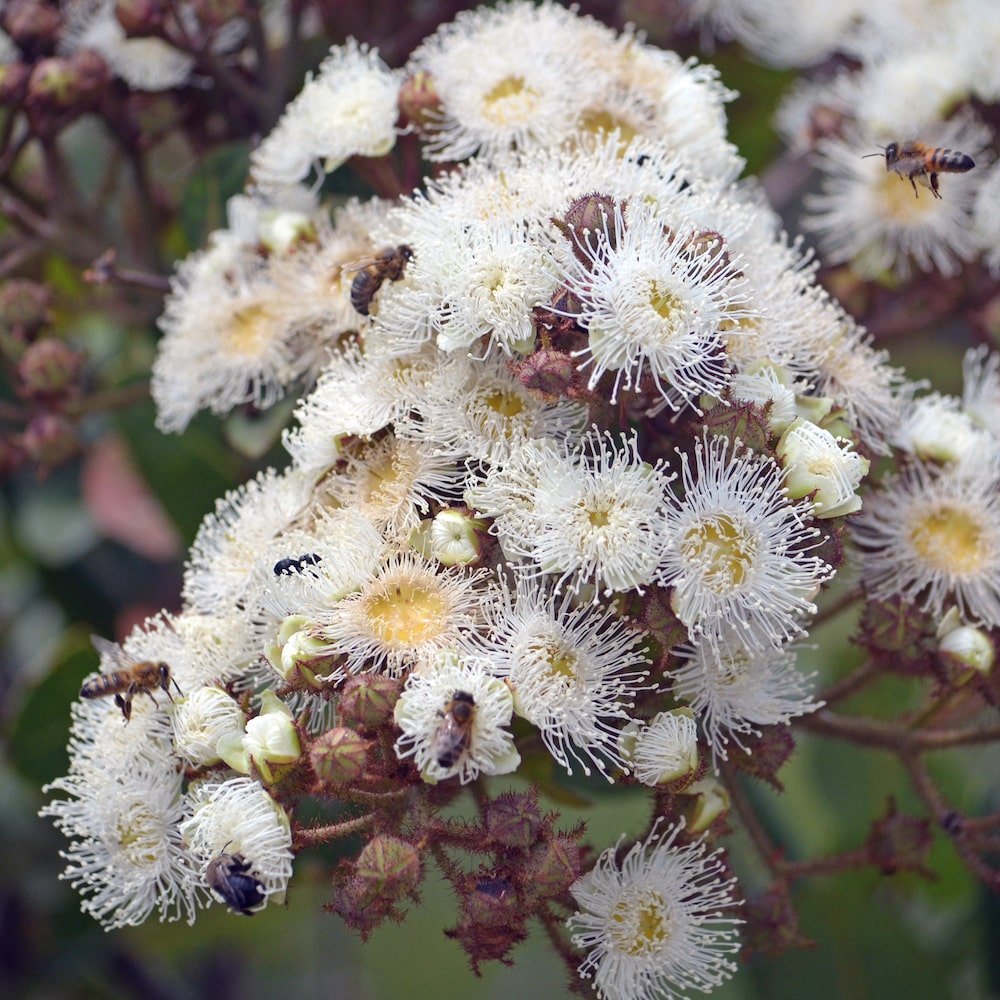Dwarf Apple (Angophora hispida) - Ladybird Nursery