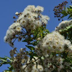 Dwarf Apple (Angophora hispida) - Ladybird Nursery