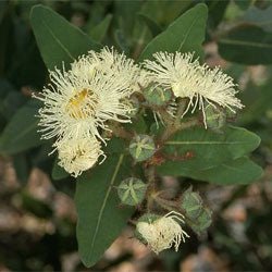 Dwarf Apple (Angophora hispida) - Ladybird Nursery