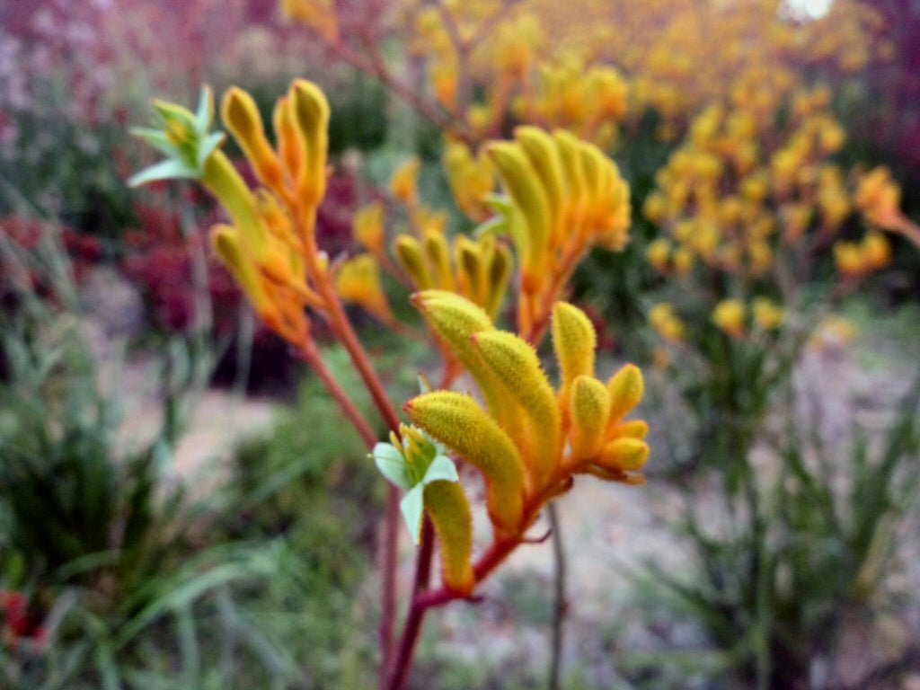 Kangaroo Paw 'Landscape Gold' (Anigozanthos) - Ladybird Nursery
