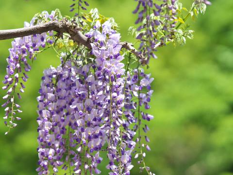 Japanese Wisteria Select Form (Wisteria floribunda) - Ladybird Nursery