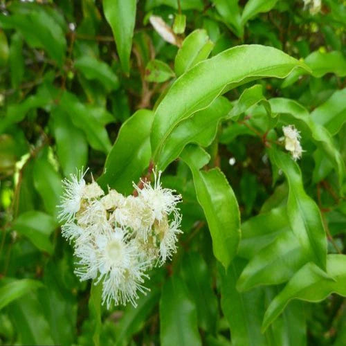 Aniseed Myrtle (Backhousia anisata)