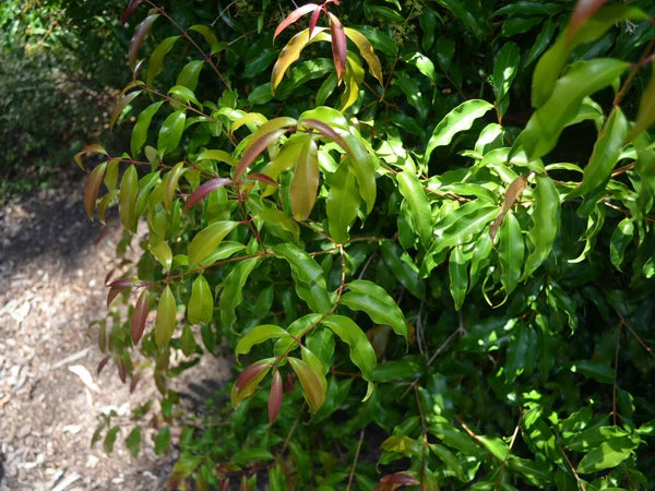 Aniseed Myrtle (Backhousia anisata)