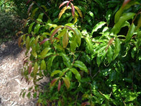 Aniseed Myrtle (Backhousia anisata) - Ladybird Nursery