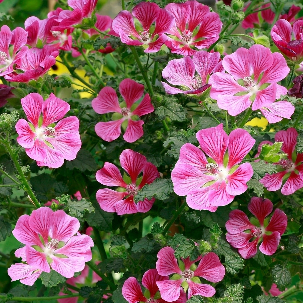 African Rose Standard (Anisodontea capensis)