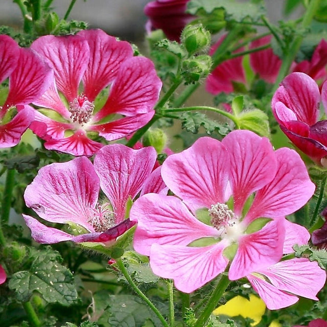 African Rose Standard Plant – Buy Now! – Ladybird Nursery