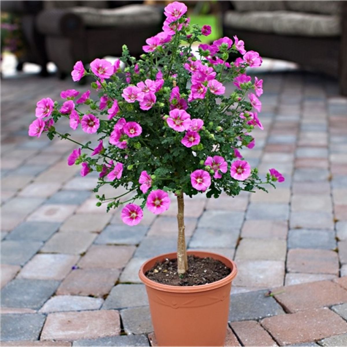 African Rosa African Rose Standard Plant – Buy Now! – Ladybird Nursery