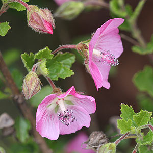 African Rose Standard (Anisodontea capensis)