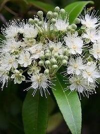 Aniseed Myrtle (Backhousia anisata)