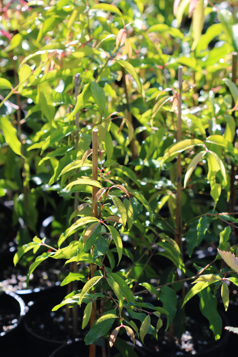 Aniseed Myrtle (Backhousia anisata)